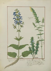 Illustration aus dem Buch der einfachen Medizin von Mattheaus Platearius, ca. 1470